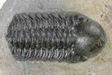 Detailed Reedops Trilobite - Atchana, Morocco #319925-3